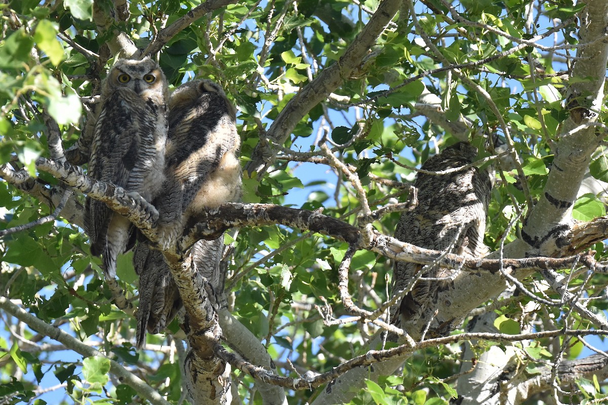 Great Horned Owl - ML619713192