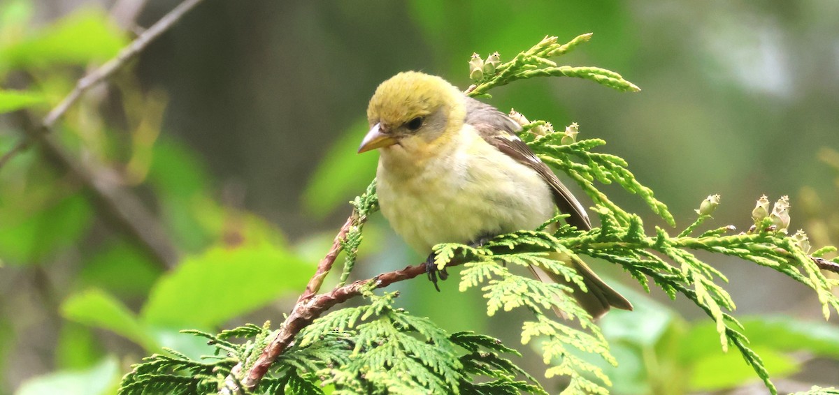Western Tanager - ML619713209