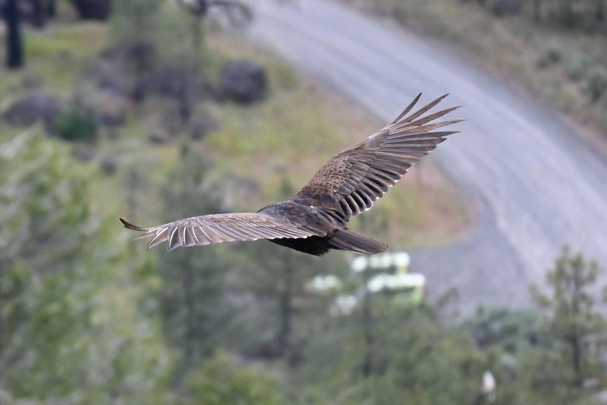Turkey Vulture - ML619713218