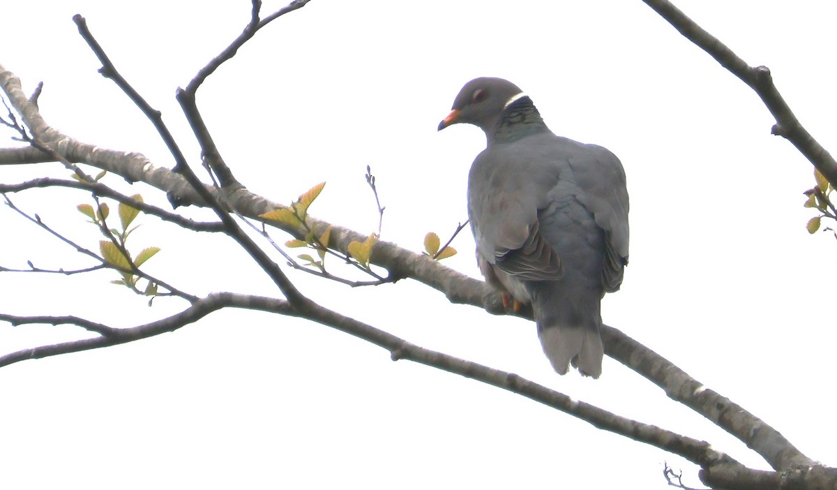 Band-tailed Pigeon - ML619713249