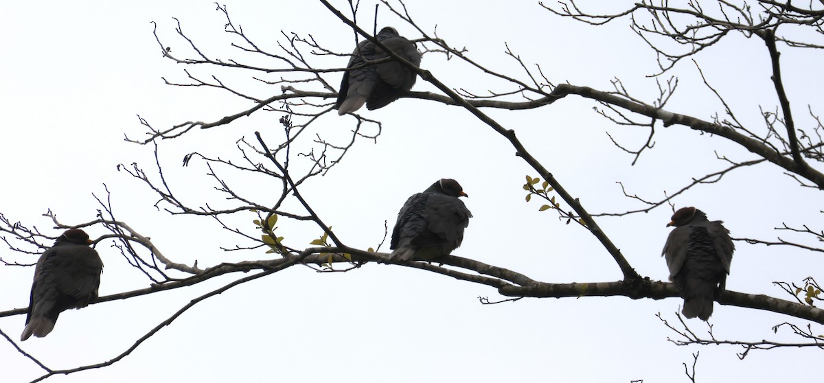 Band-tailed Pigeon - ML619713254