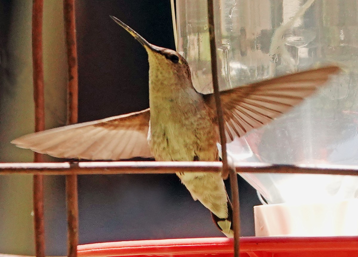 Black-chinned Hummingbird - ML619713331