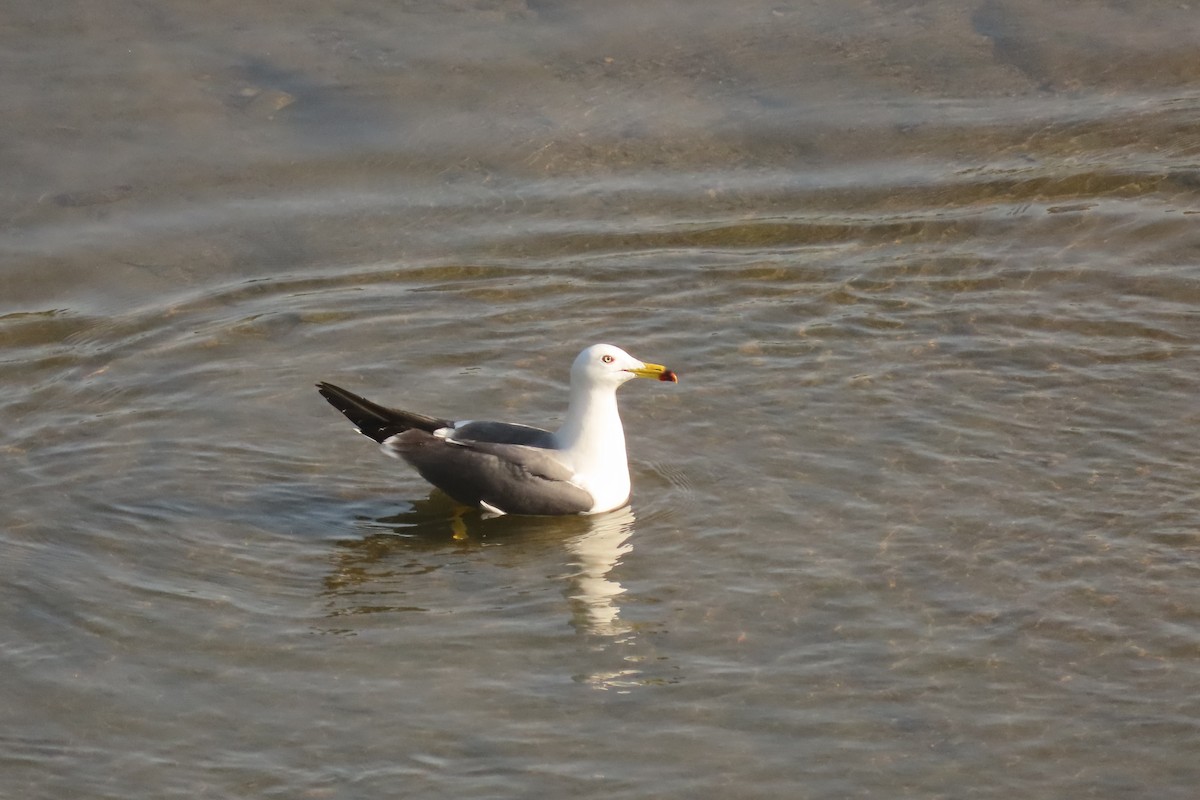 Black-tailed Gull - ML619713368