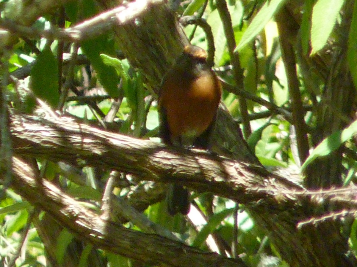 Rufous-browed Chat-Tyrant - ML619713374