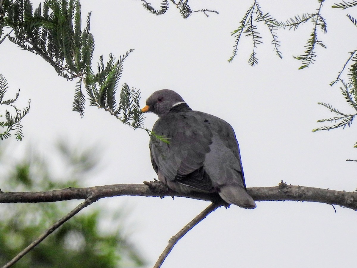 Band-tailed Pigeon - ML619713388