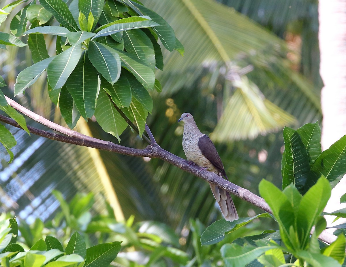 Flores Sea Cuckoo-Dove - ML619713407
