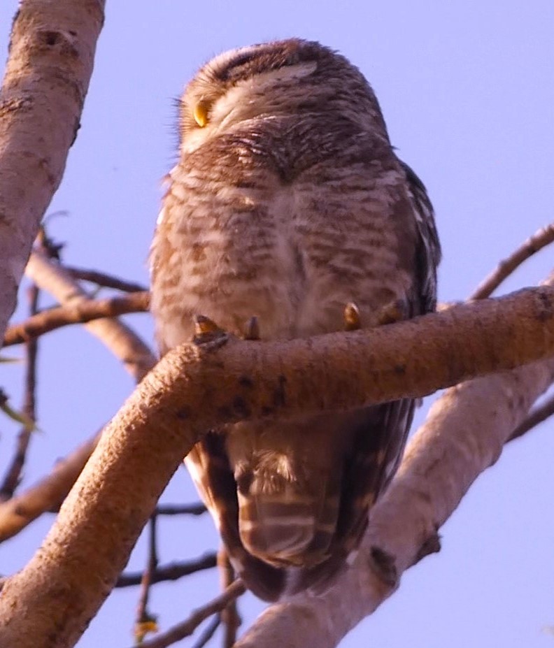 Spotted Owlet - ML619713447