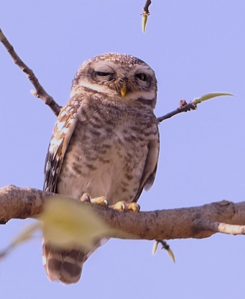 Spotted Owlet - ML619713448