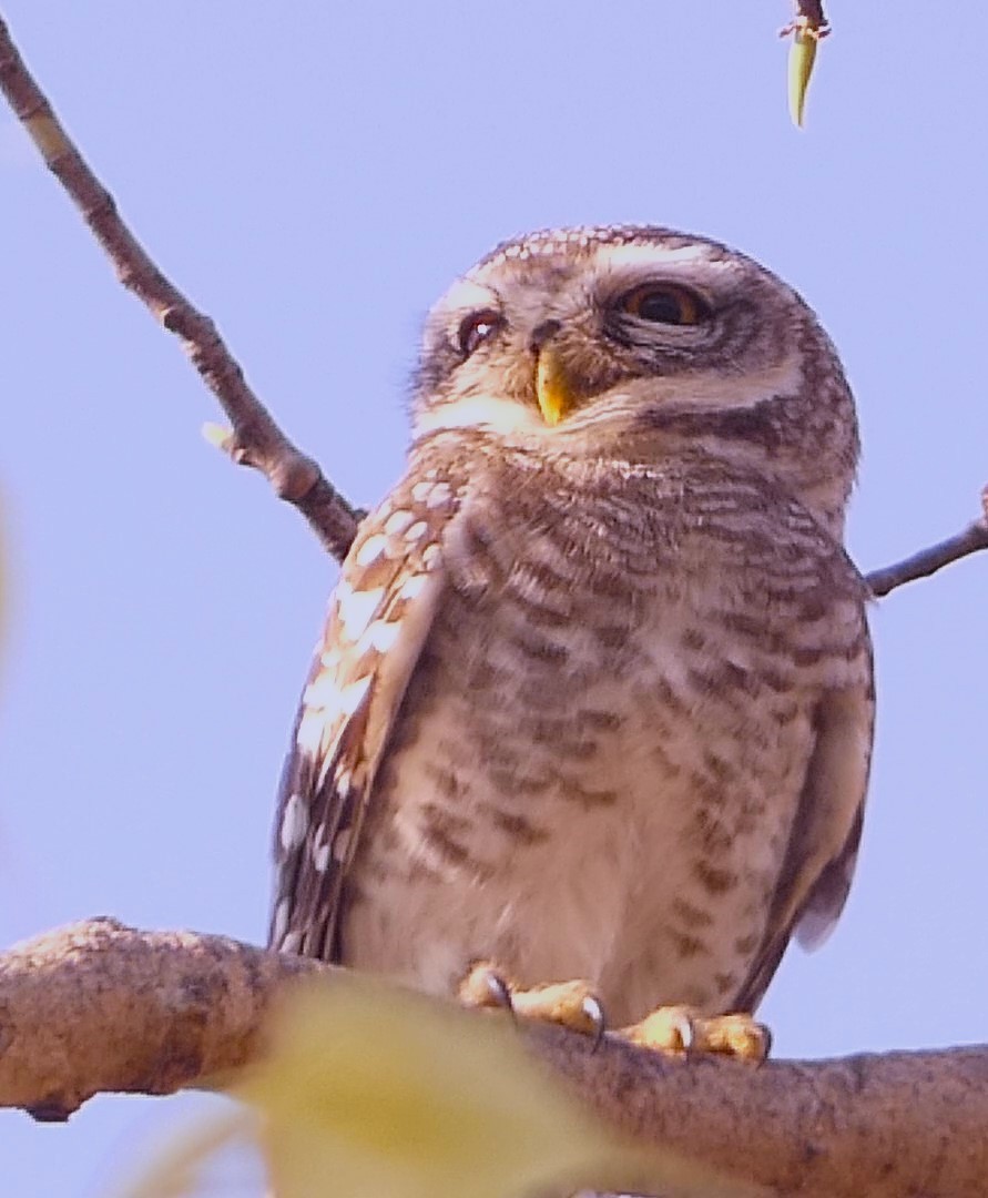 Spotted Owlet - ML619713449