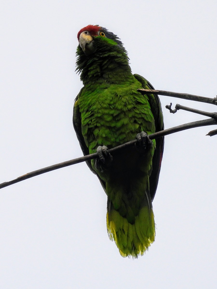 Red-crowned Parrot - ML619713451