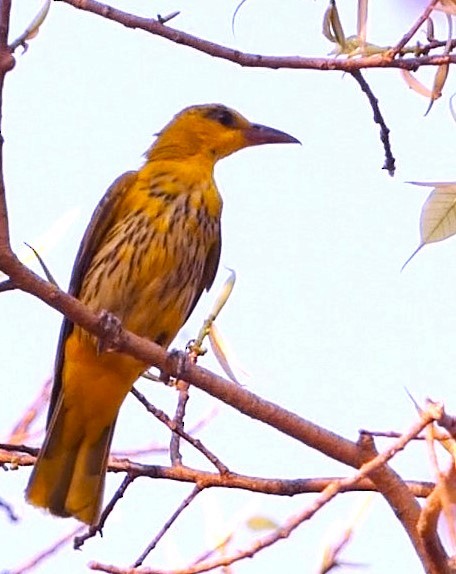 Indian Golden Oriole - ML619713481