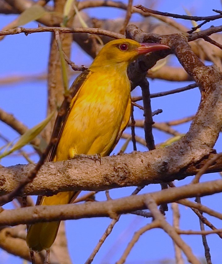 Indian Golden Oriole - ML619713482
