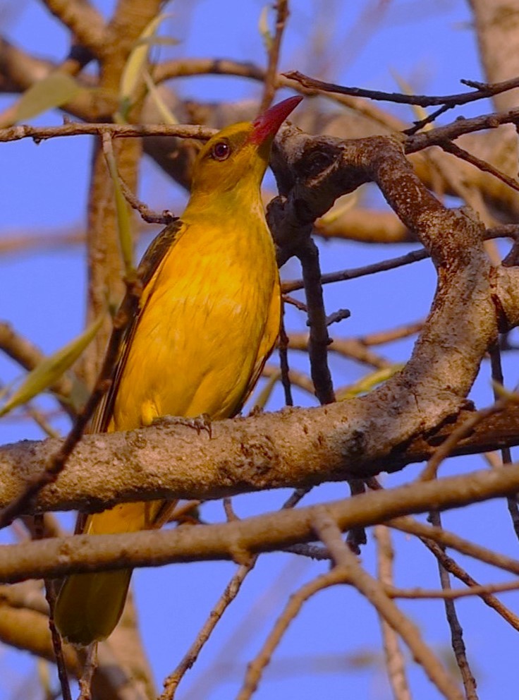 Indian Golden Oriole - ML619713483