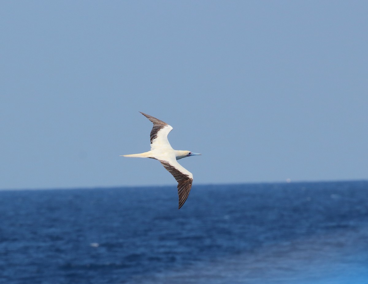 Red-footed Booby - ML619713487