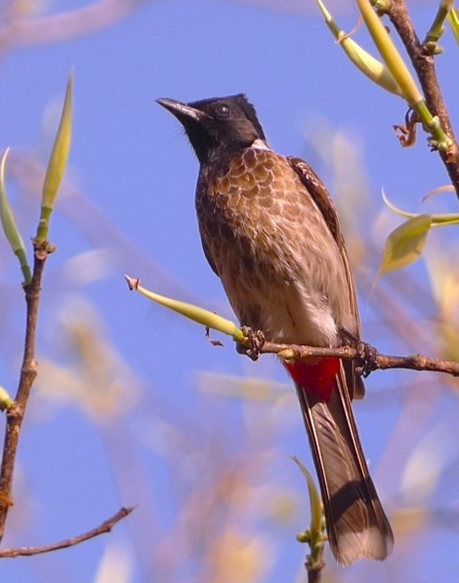 Red-vented Bulbul - ML619713488