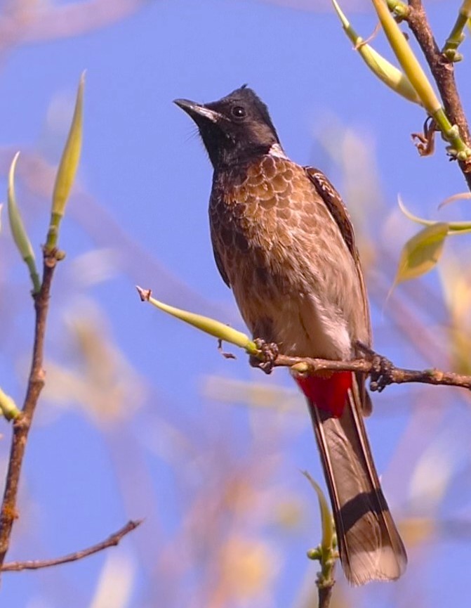 Red-vented Bulbul - ML619713489