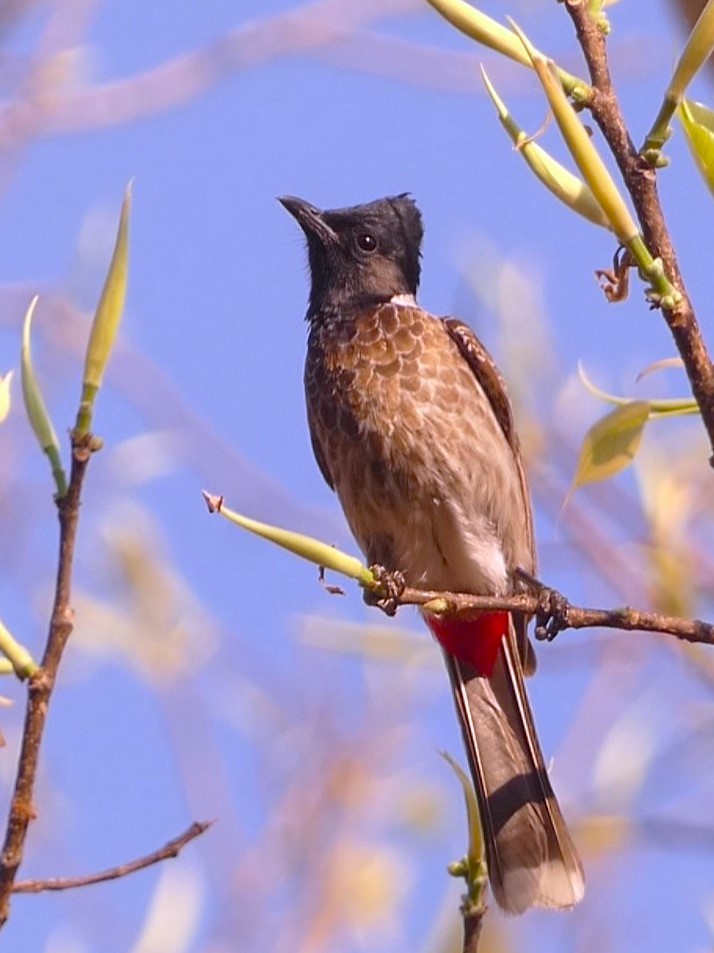Red-vented Bulbul - ML619713490