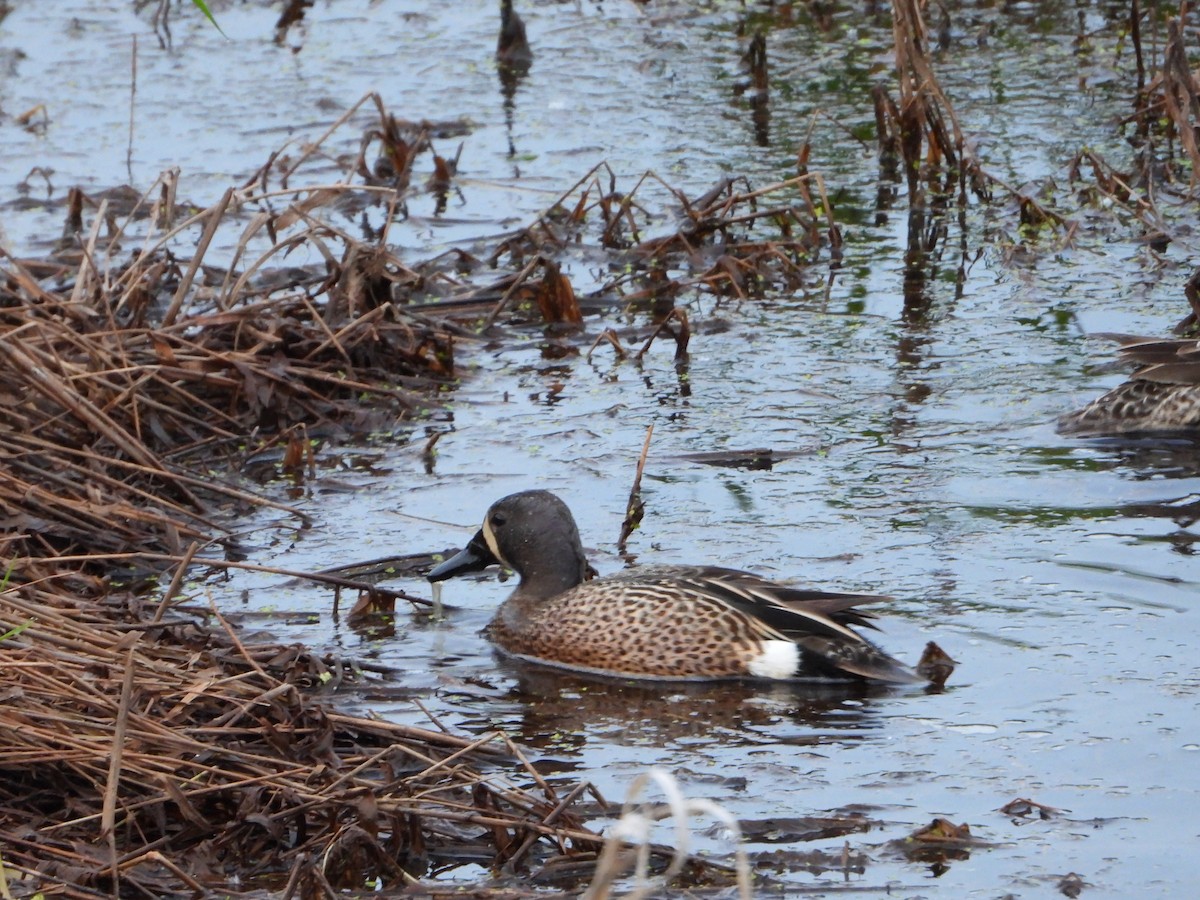 Blue-winged Teal - ML619713504