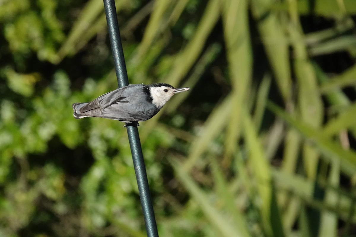 White-breasted Nuthatch - ML619713558