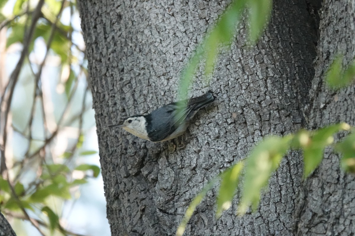 White-breasted Nuthatch - ML619713560