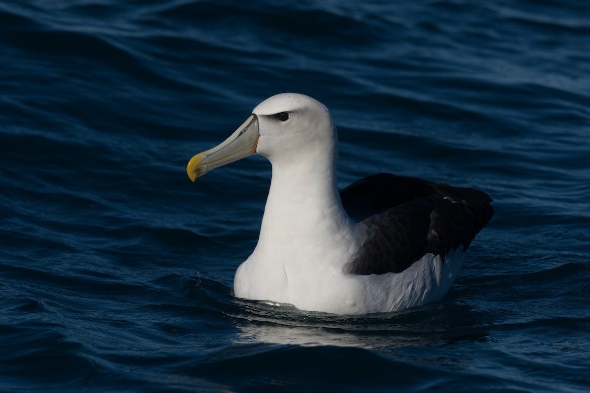 White-capped Albatross (steadi) - ML619713571