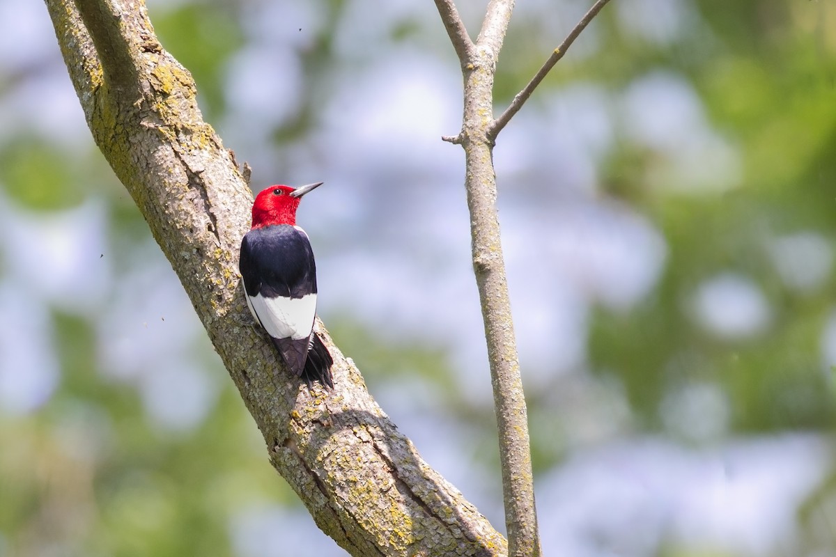 Red-headed Woodpecker - ML619713572