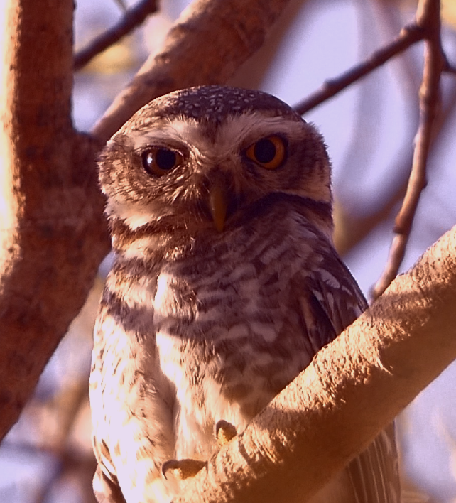 Spotted Owlet - ML619713616