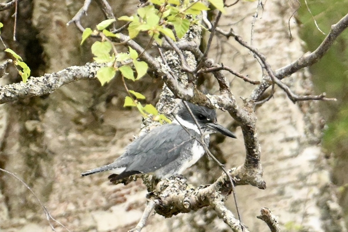 Belted Kingfisher - ML619713650