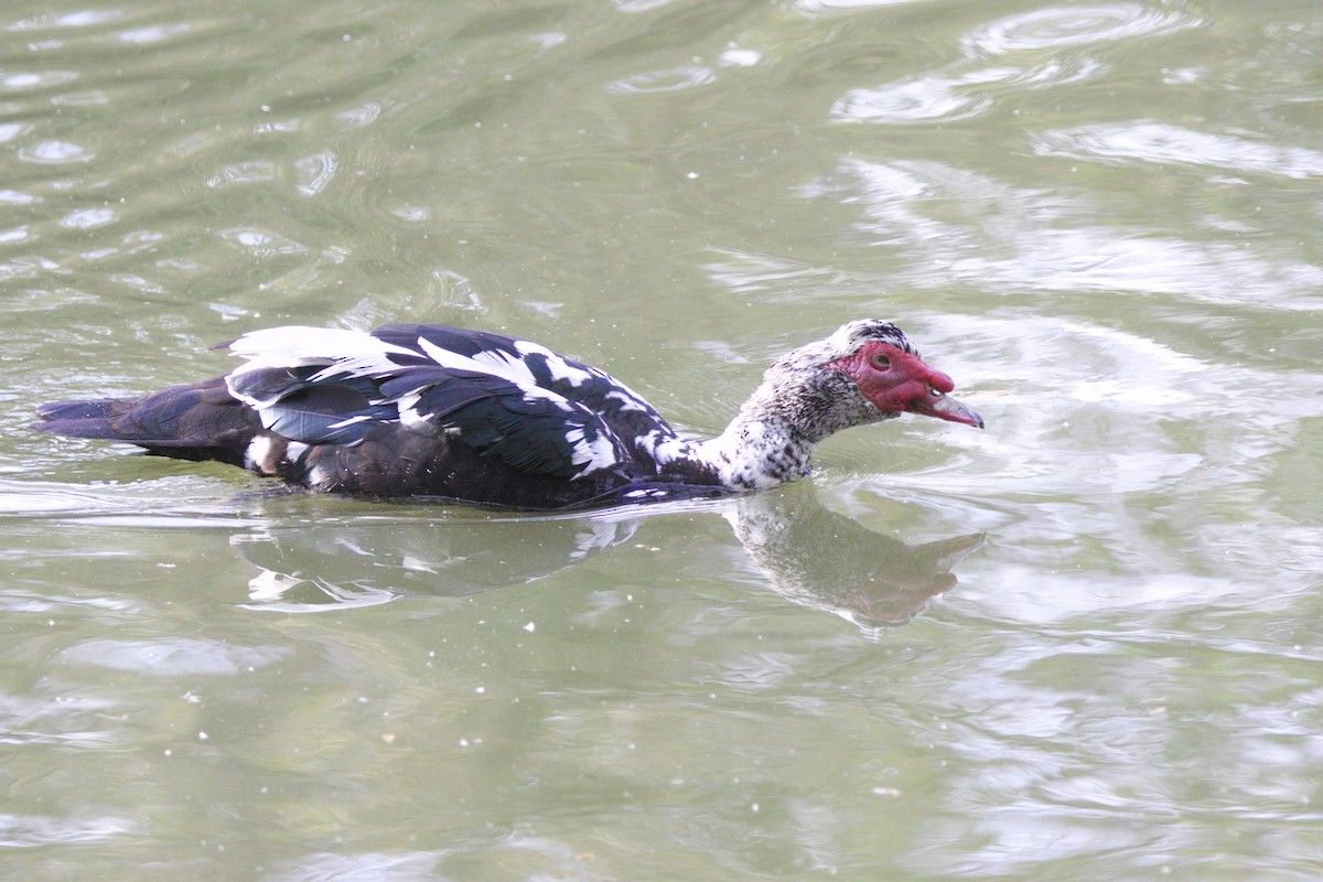Muscovy Duck (Domestic type) - ML619713657