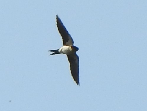 Red-rumped Swallow - ML619713660