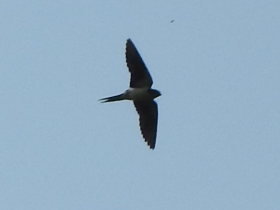 Red-rumped Swallow - ML619713663