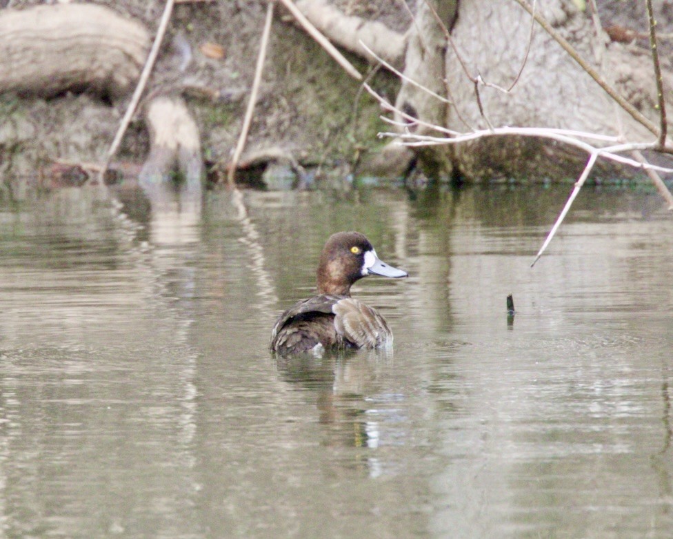 Greater Scaup - ML619713665