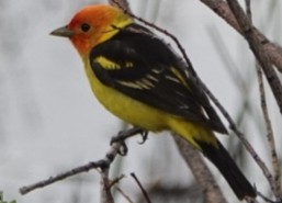 Western Tanager - ML619713672