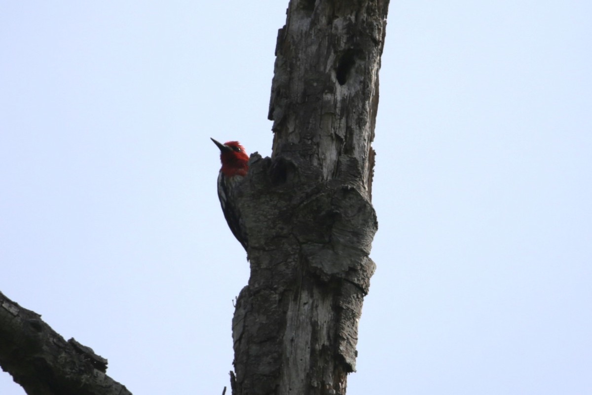 Red-breasted Sapsucker - ML619713712