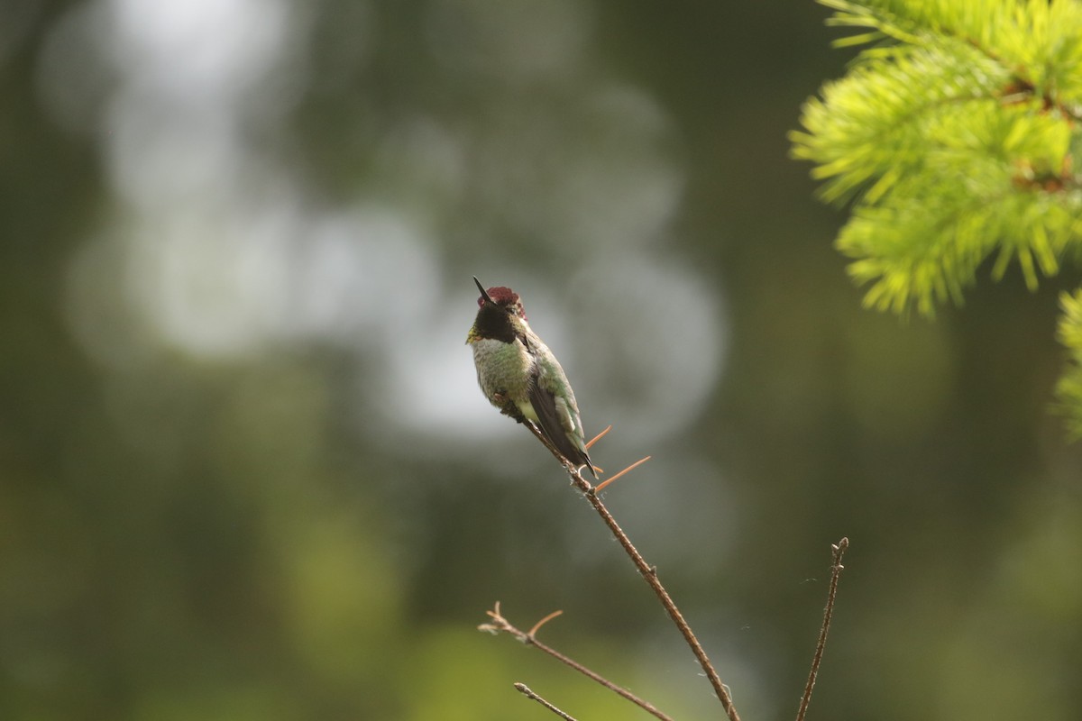 Anna's Hummingbird - ML619713746