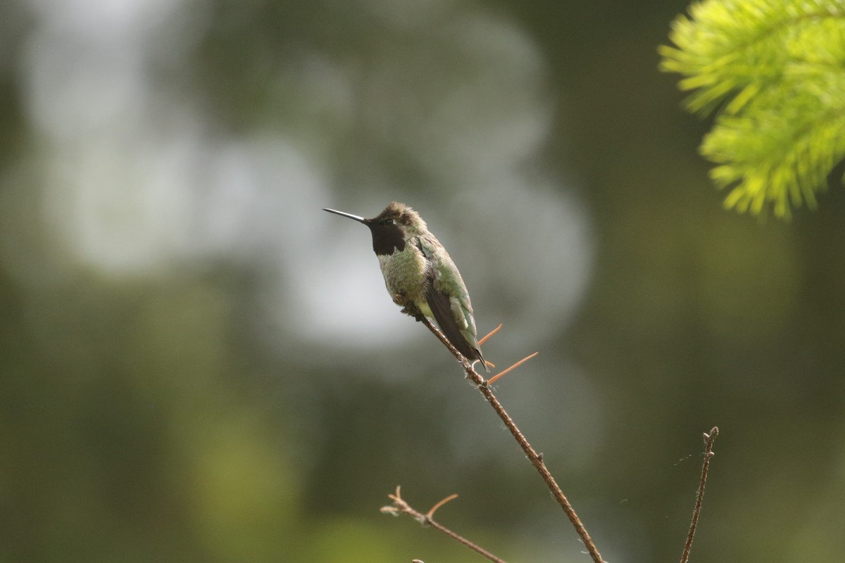 Anna's Hummingbird - ML619713747