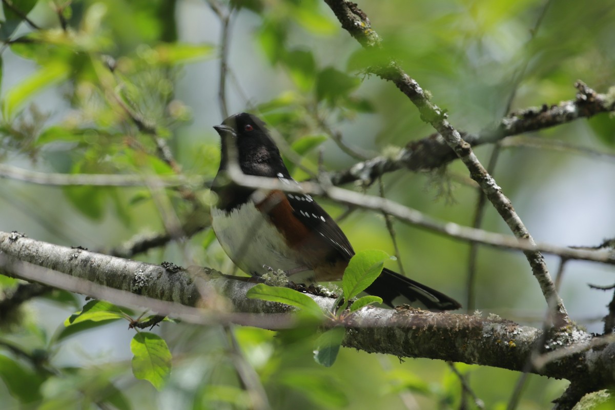 Spotted Towhee - ML619713754