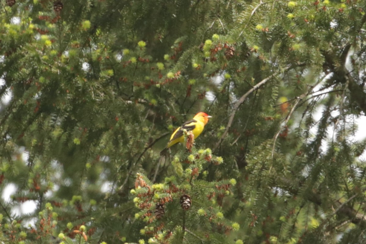 Western Tanager - ML619713755