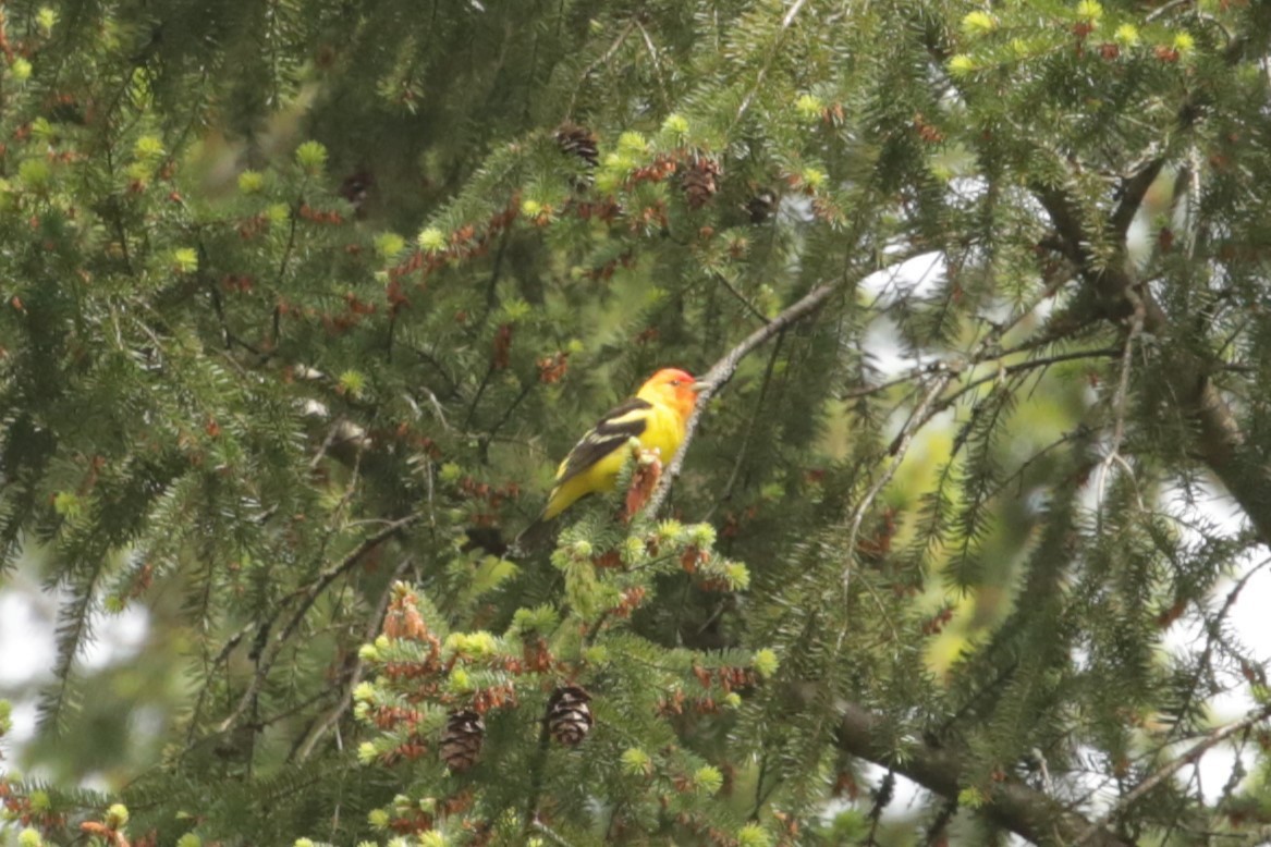 Western Tanager - ML619713756