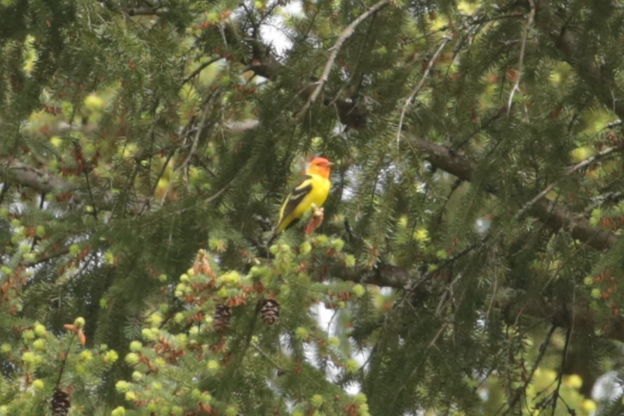 Western Tanager - ML619713757