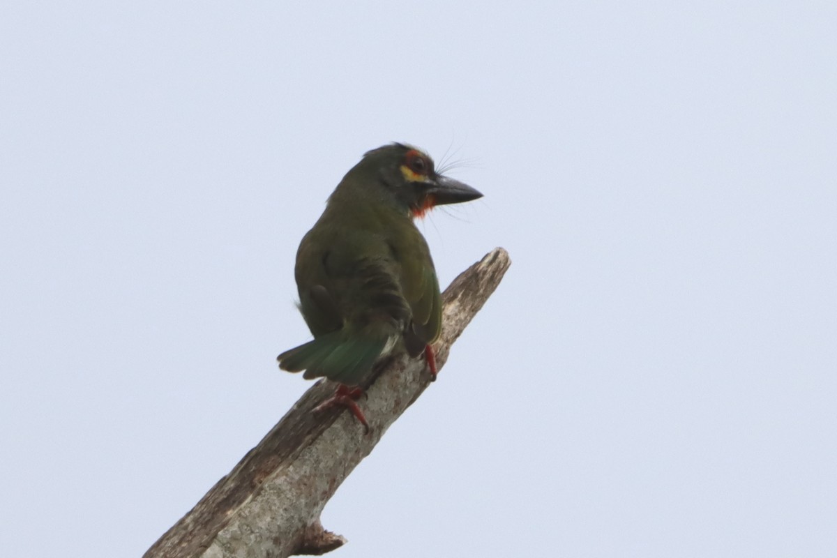 Coppersmith Barbet (Philippine Red-faced) - ML619713762