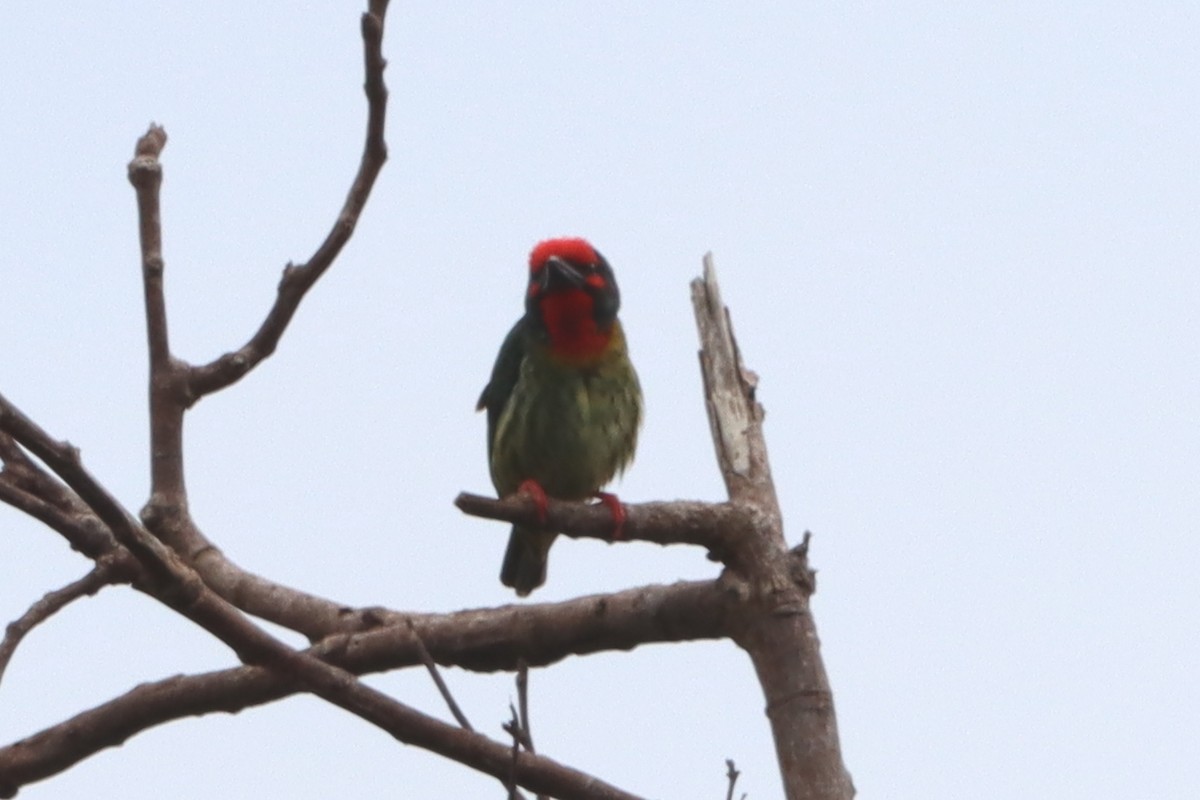 Coppersmith Barbet (Philippine Red-faced) - ML619713763