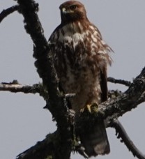 Red-tailed Hawk - ML619713790