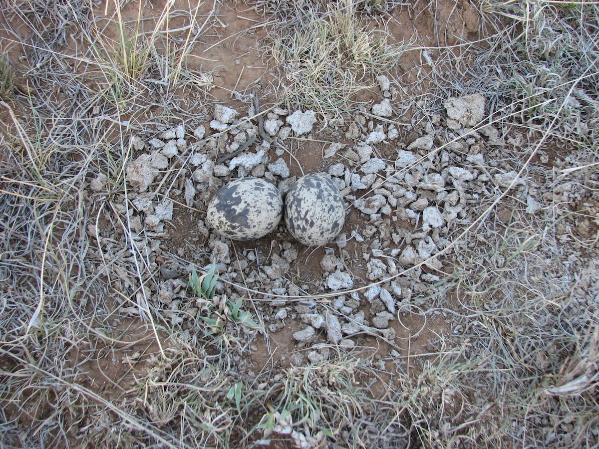 Spotted Thick-knee - ML619713809