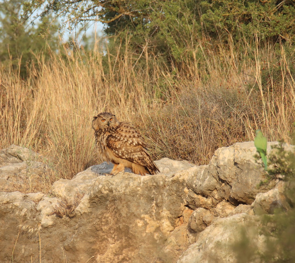 Eurasian Eagle-Owl - ML619713819