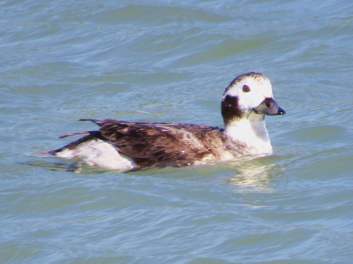 Long-tailed Duck - ML619713827