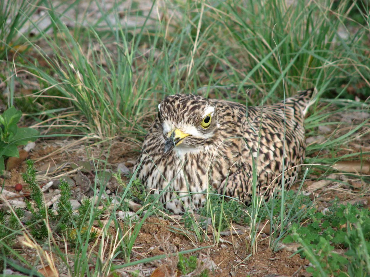Spotted Thick-knee - ML619713897