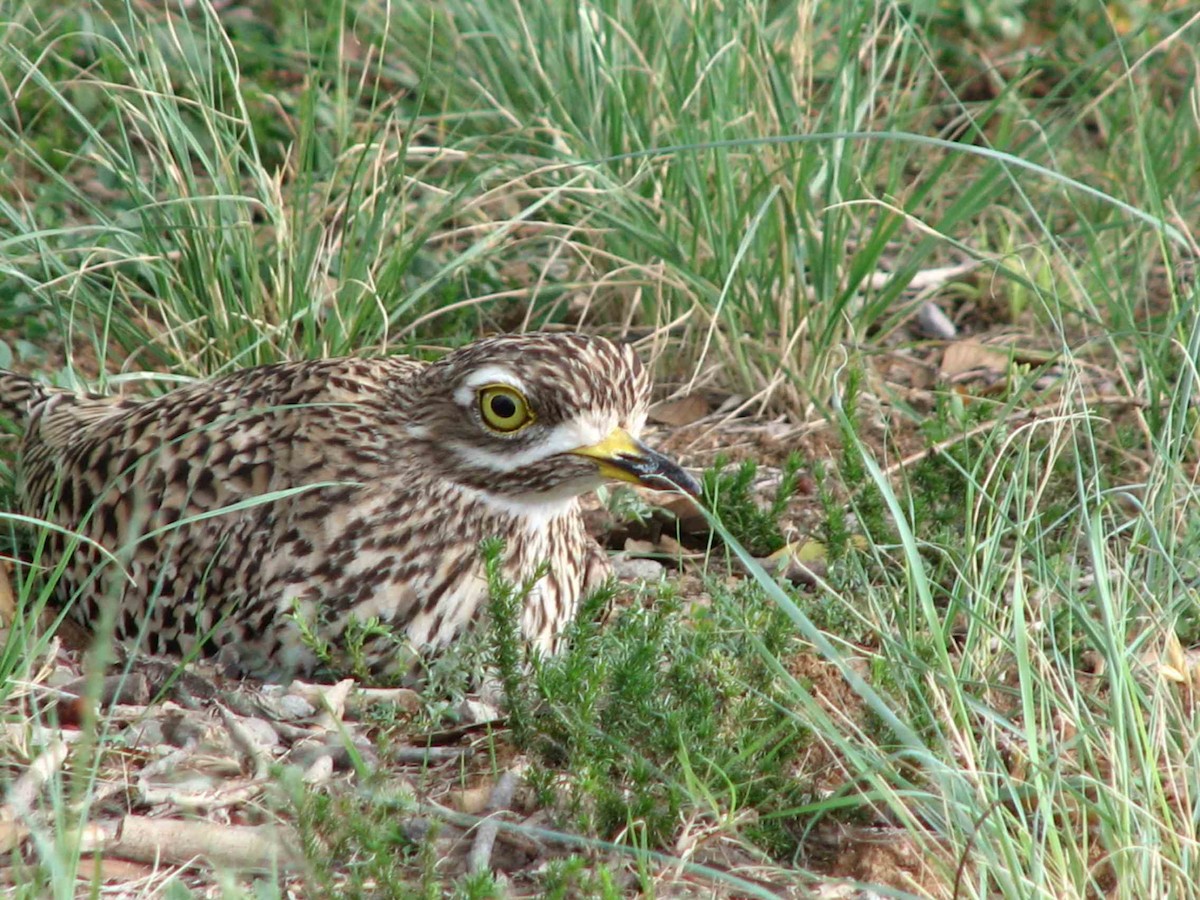 Spotted Thick-knee - ML619713898