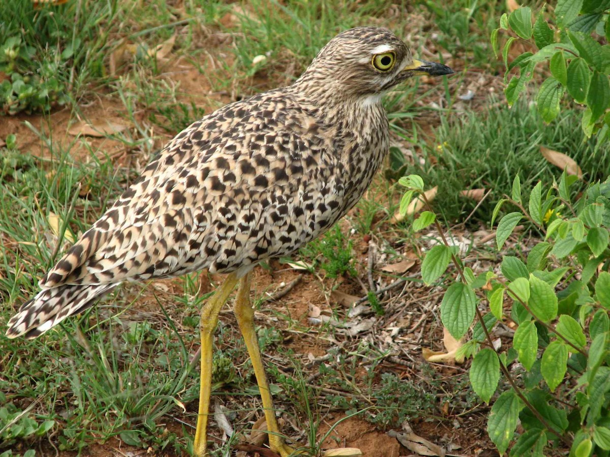 Spotted Thick-knee - ML619713899
