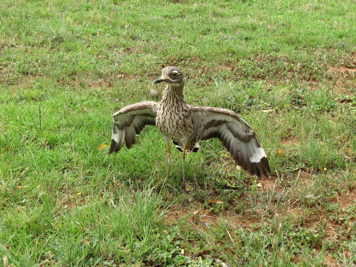 Spotted Thick-knee - ML619713901